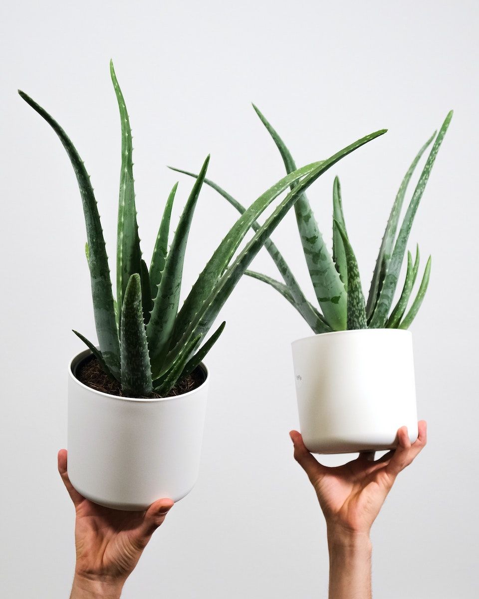 Photo: Unsplash