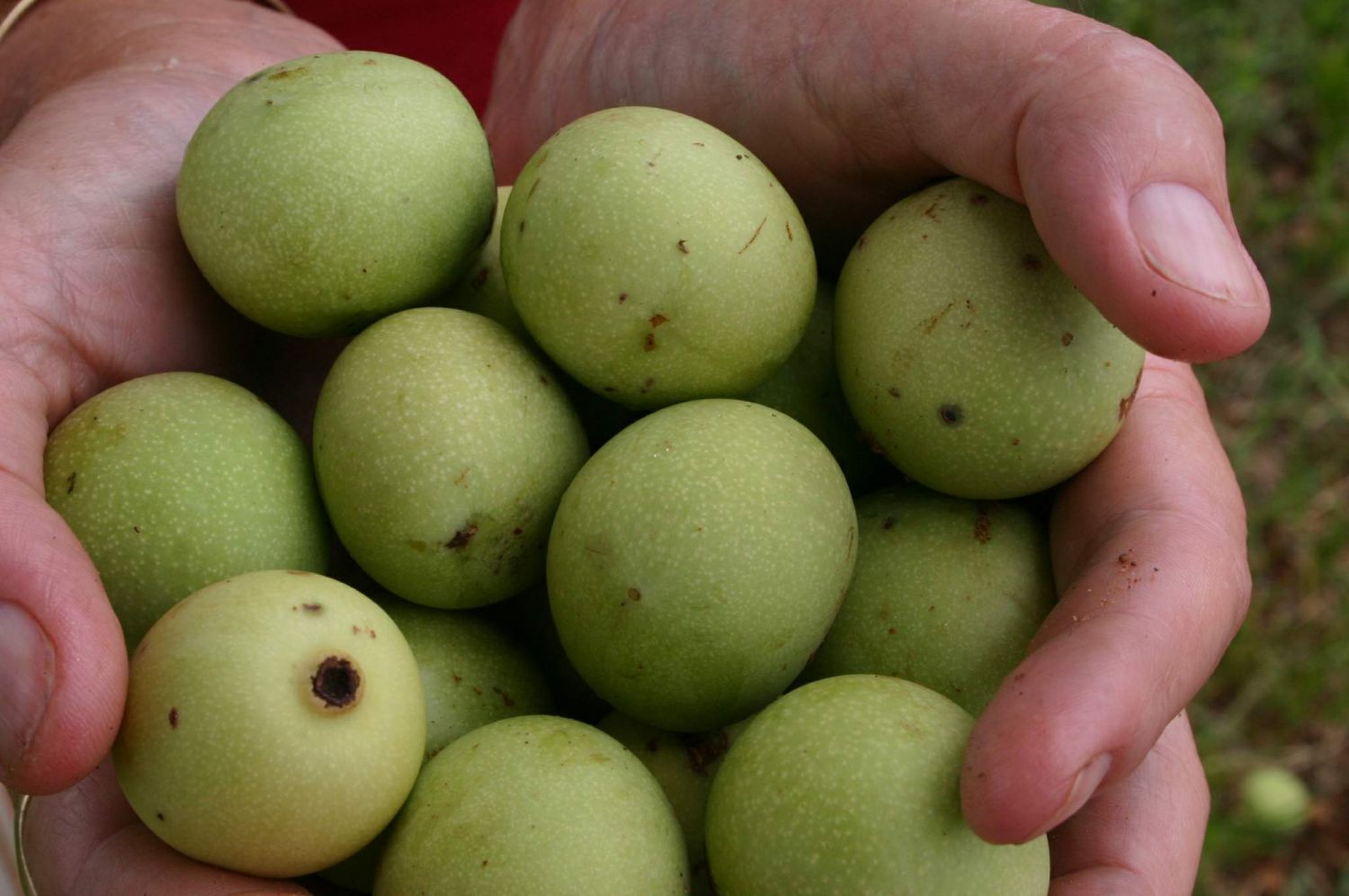 Marula fruit are an important source of income for Africans—the oil extracted from the kernels can be consumed or used in cosmetics
