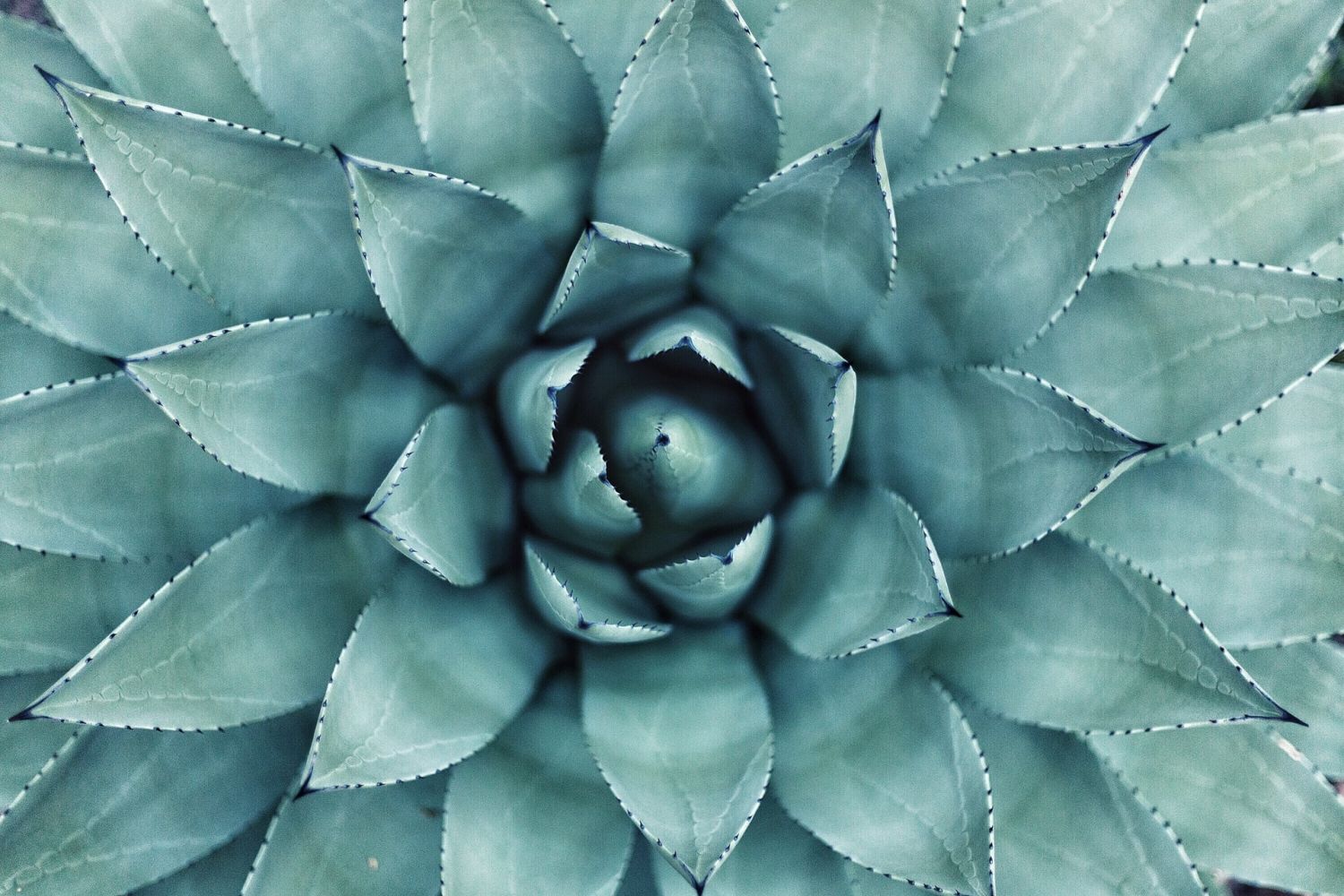 Agave plant | Photo: Erol Ahmed/Unsplash