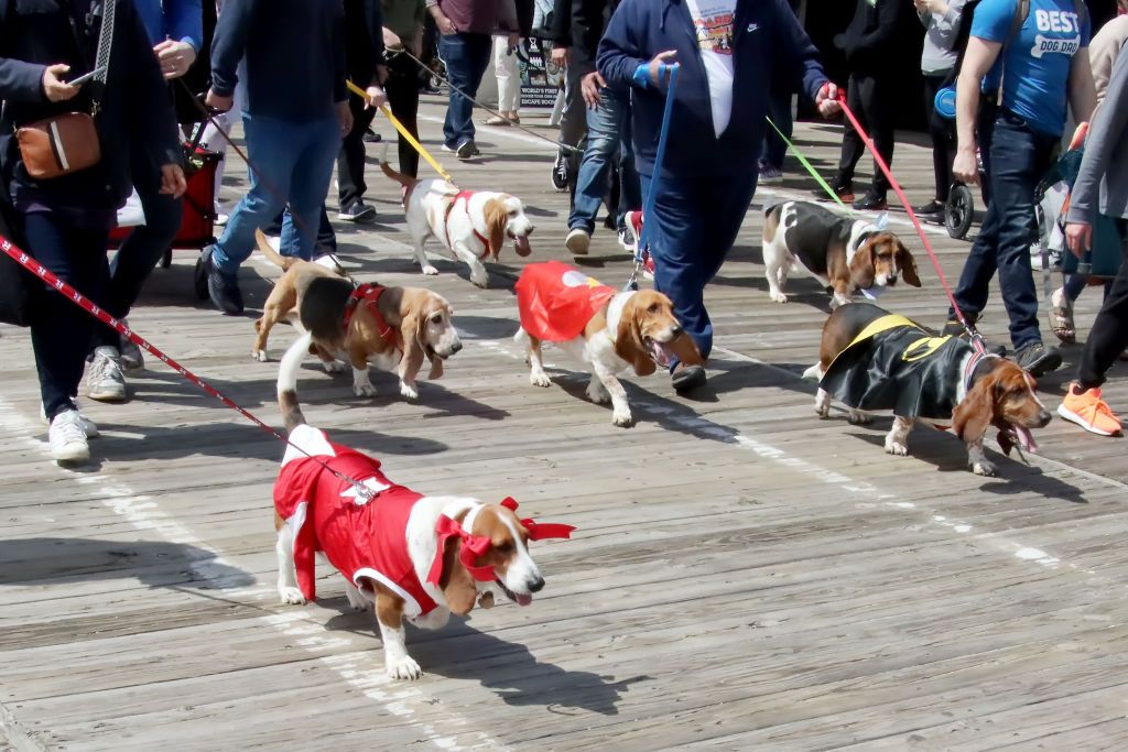 OCEAN CITY, NJ - APRIL 09: Basset Hounds participating in The Basset Hound BoardWaddle, which includes many breeds who walk or ride the parade route, during the 35th Annual Doo Dah Parade held on the Ocean City NJ Boardwalk on April 9, 2022 in Ocean City, New Jersey. (Photo by Donald Kravitz/Getty Images)