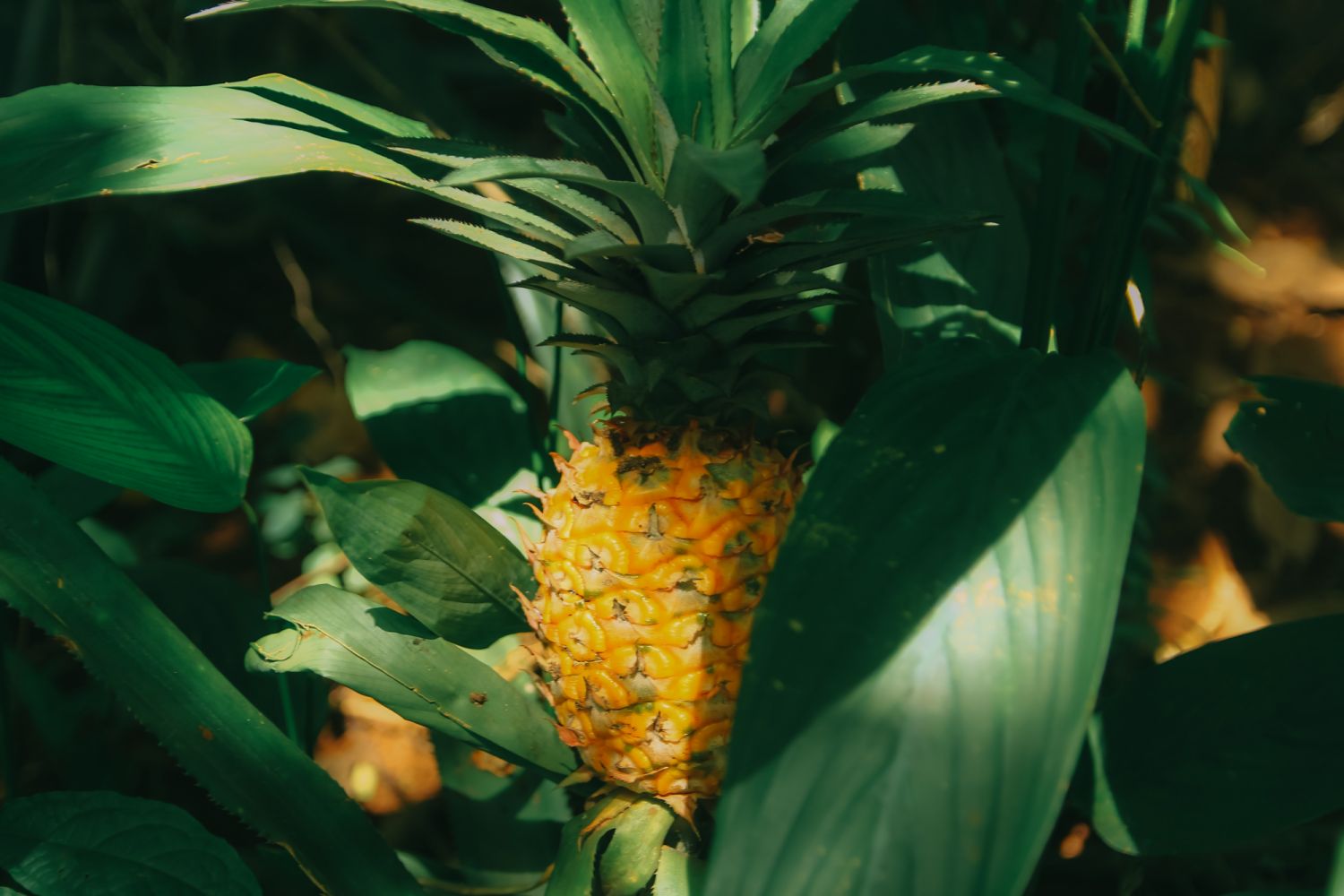 Photo: Nghĩa Phạm / Pexels
