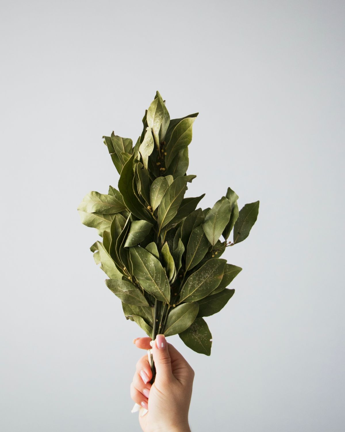 Laurel (Photo: Tetiana Bykovets / Unsplash)