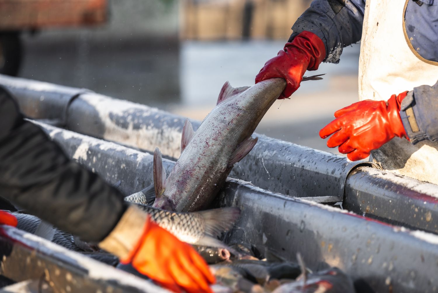 fishermen in production with their hands pick and sort fish
