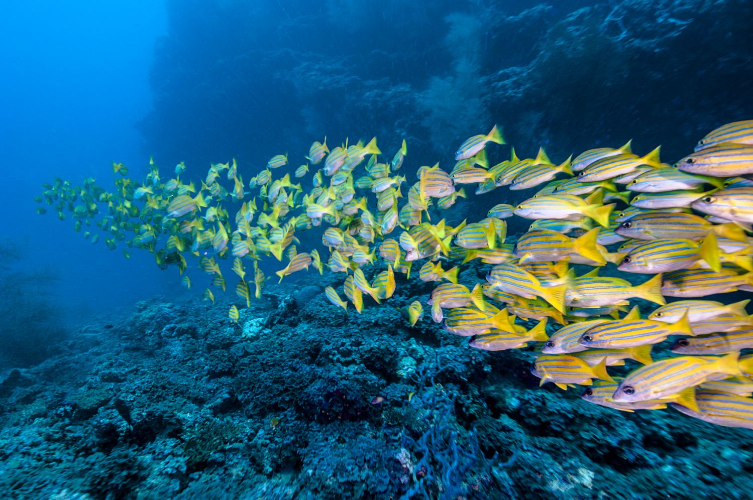Shoal of Bluestripe Snapper