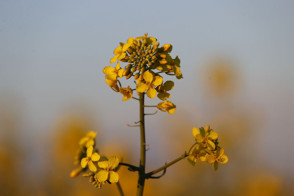 （Corbis via Getty Images）