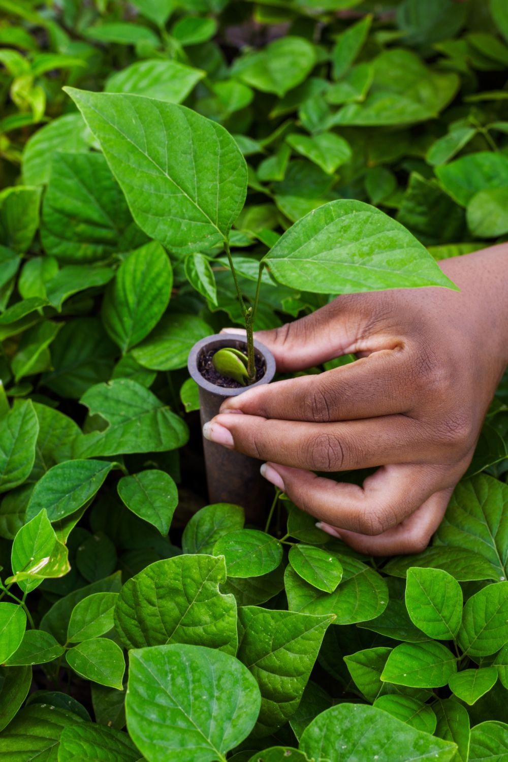 The seedlings of more than 100 native species are produced in the community tree nurseries.