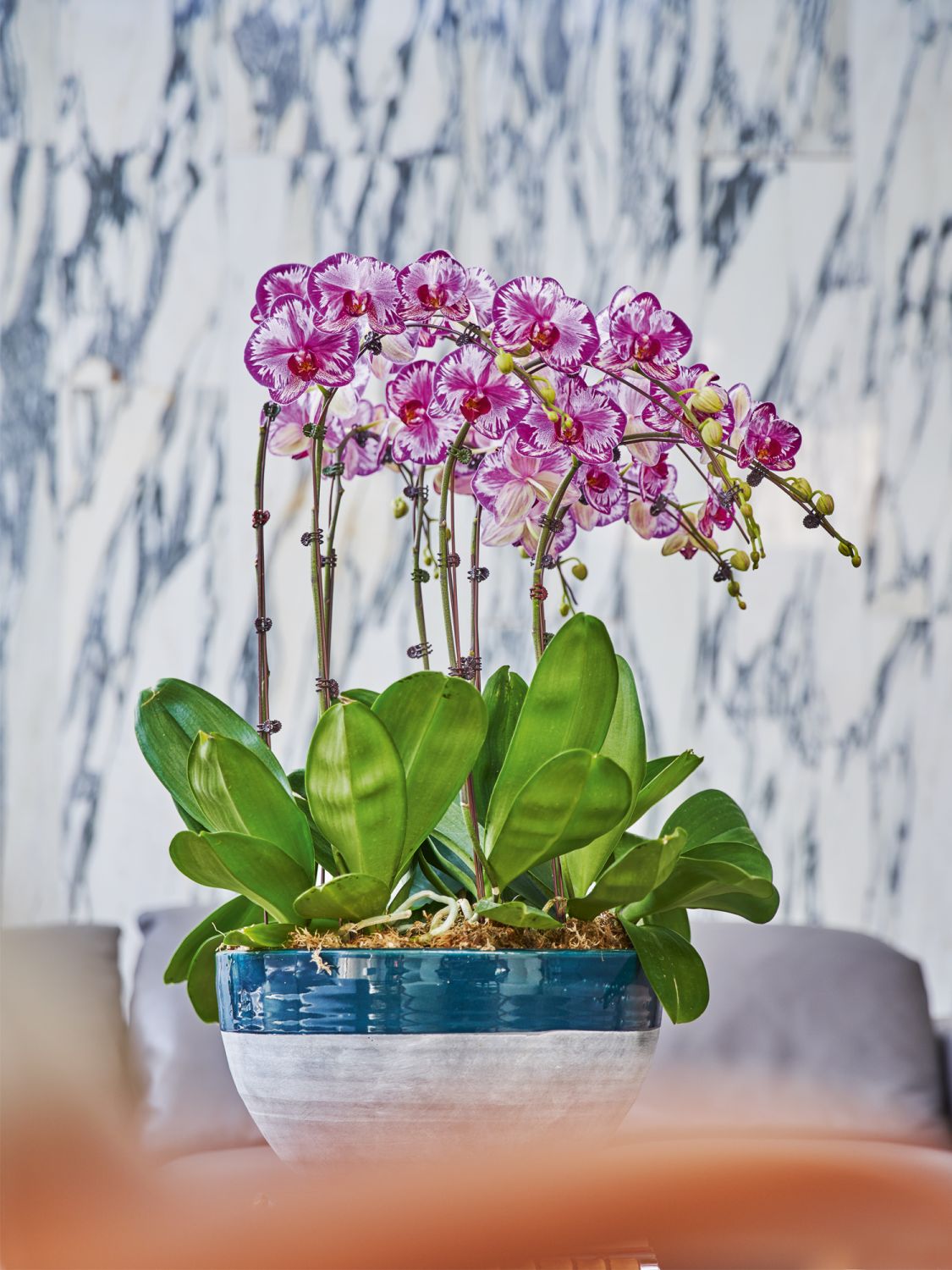 Set against the sinuous veins of the Arabescato marble feature wall, an orchid plant takes pride of place in the living area