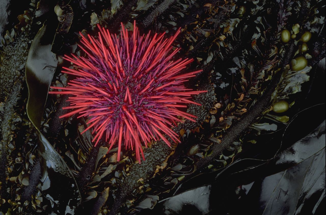 A red, spiny sea urchin sits exposed on the shore, along with strands of kelp, at low tide. Tongue Point, Washington.