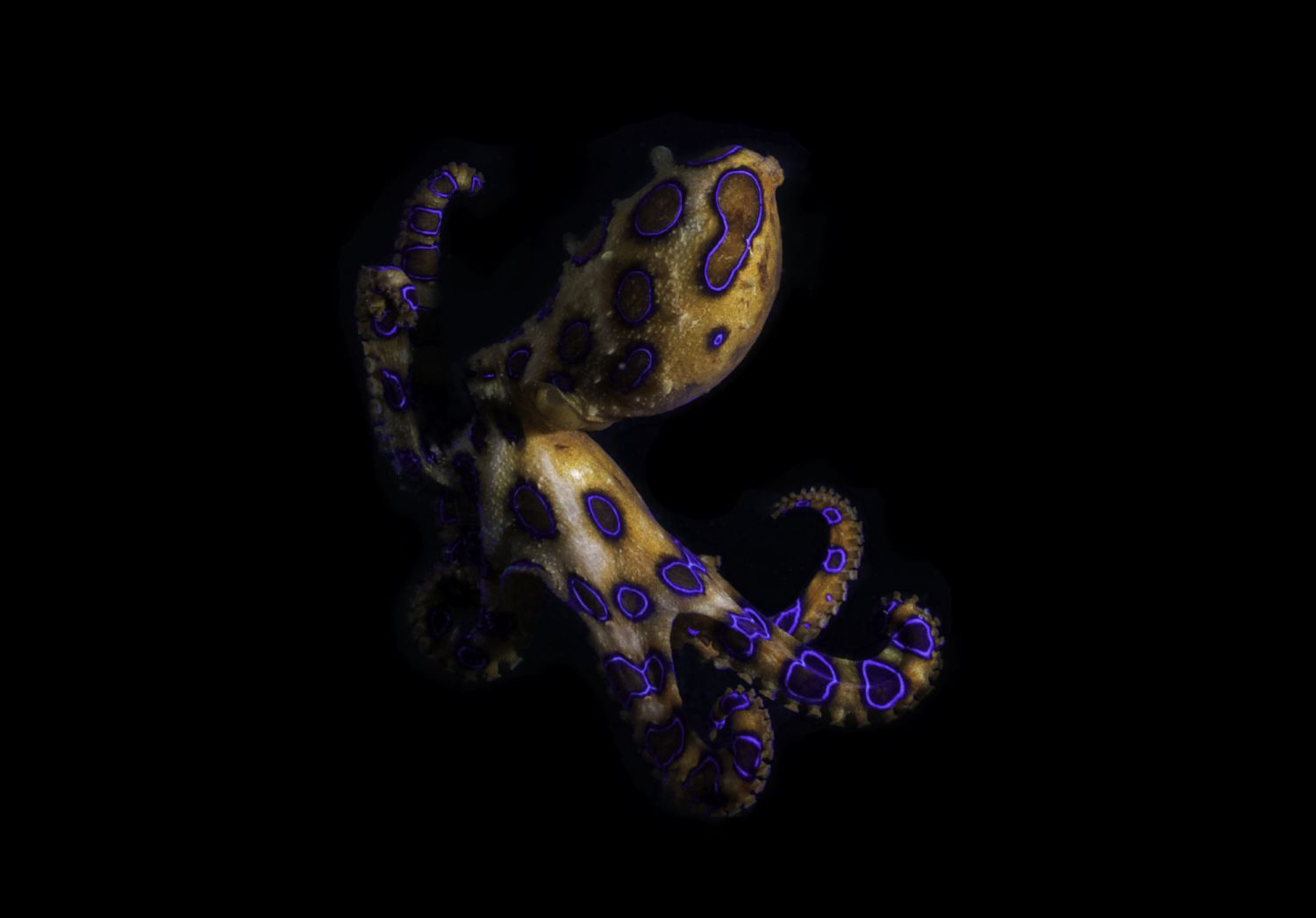 night shot of blue ringed octopus, a highly venomous octopus which can kill adult human with its venom