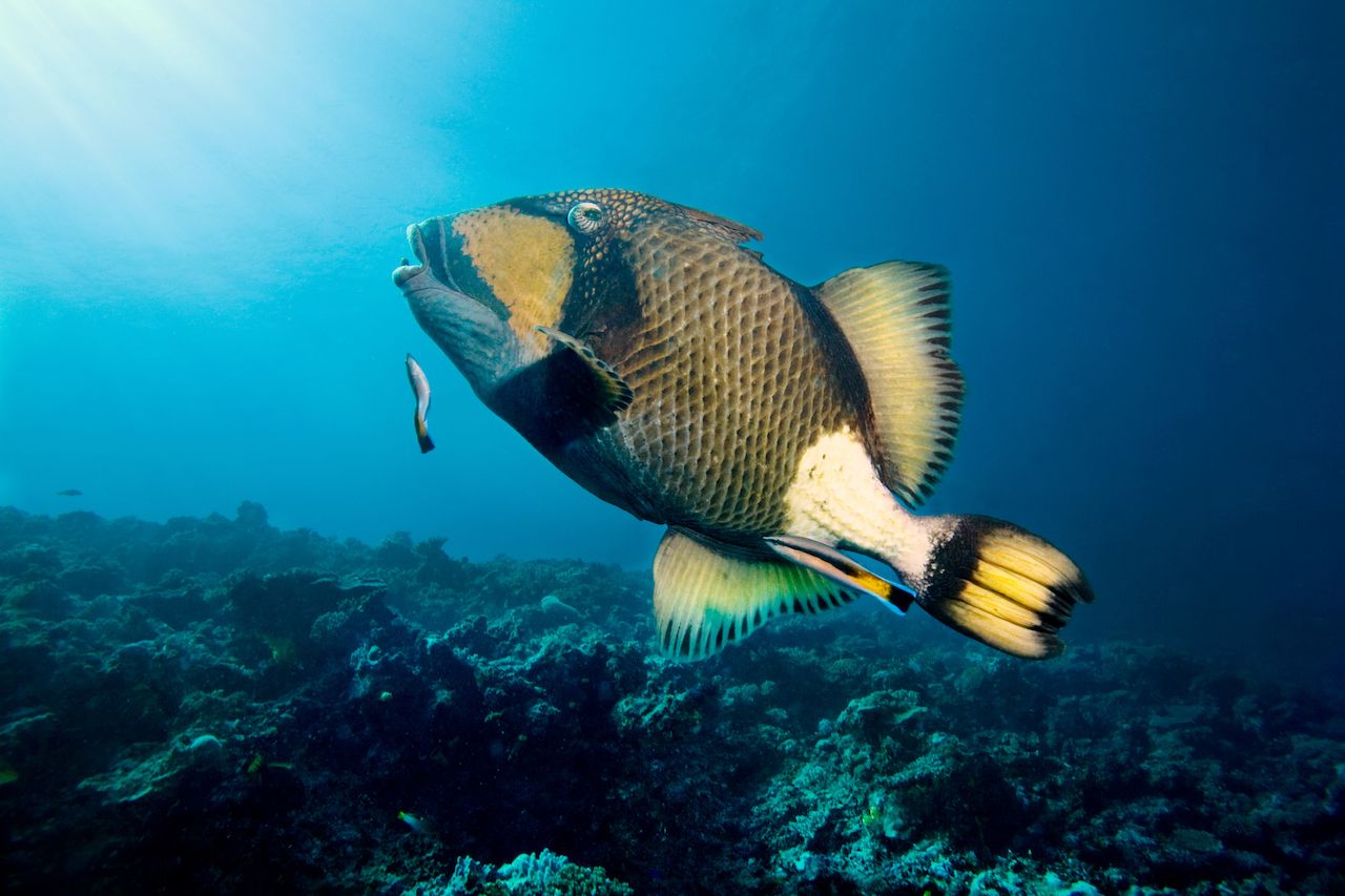 Titan Triggerfish with Cleaner Wrasses