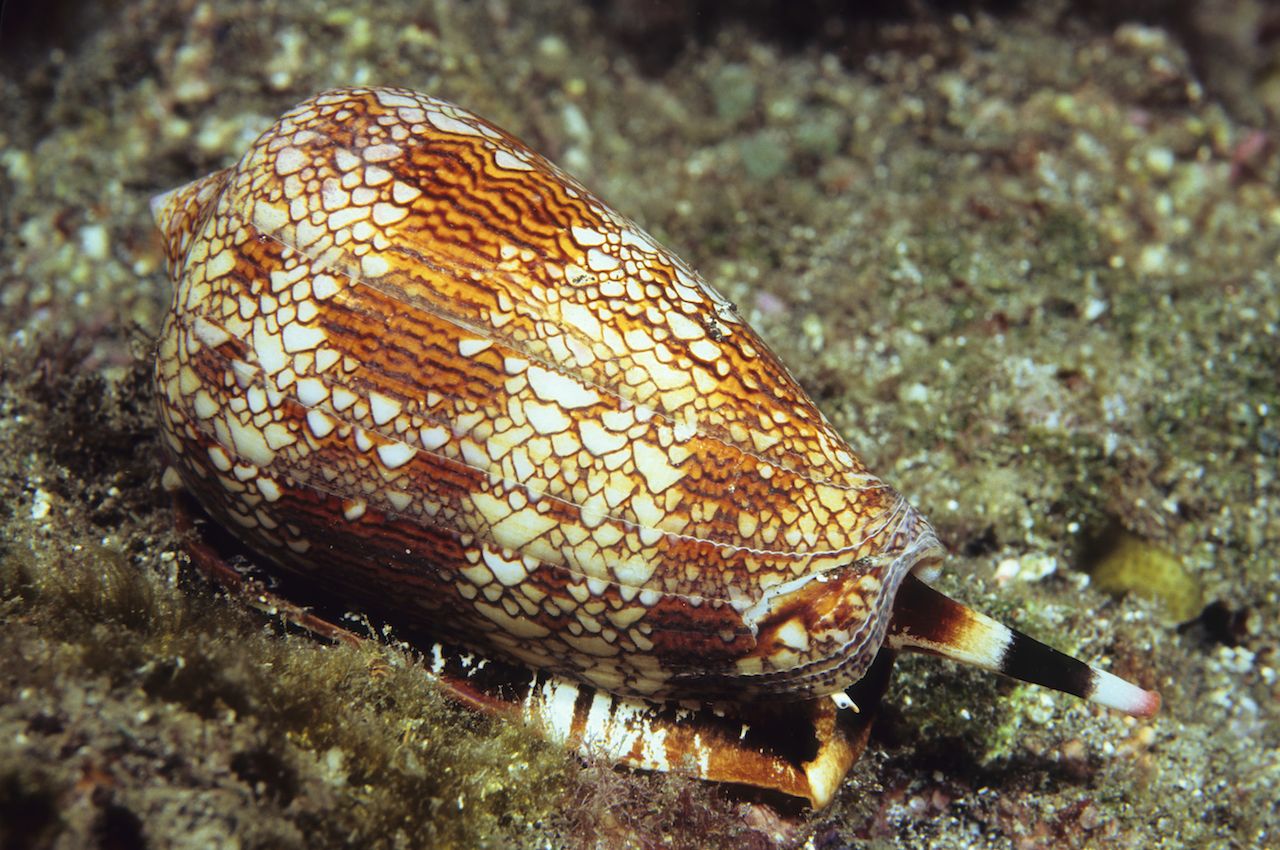 Tiny but dangerous and lethal shell