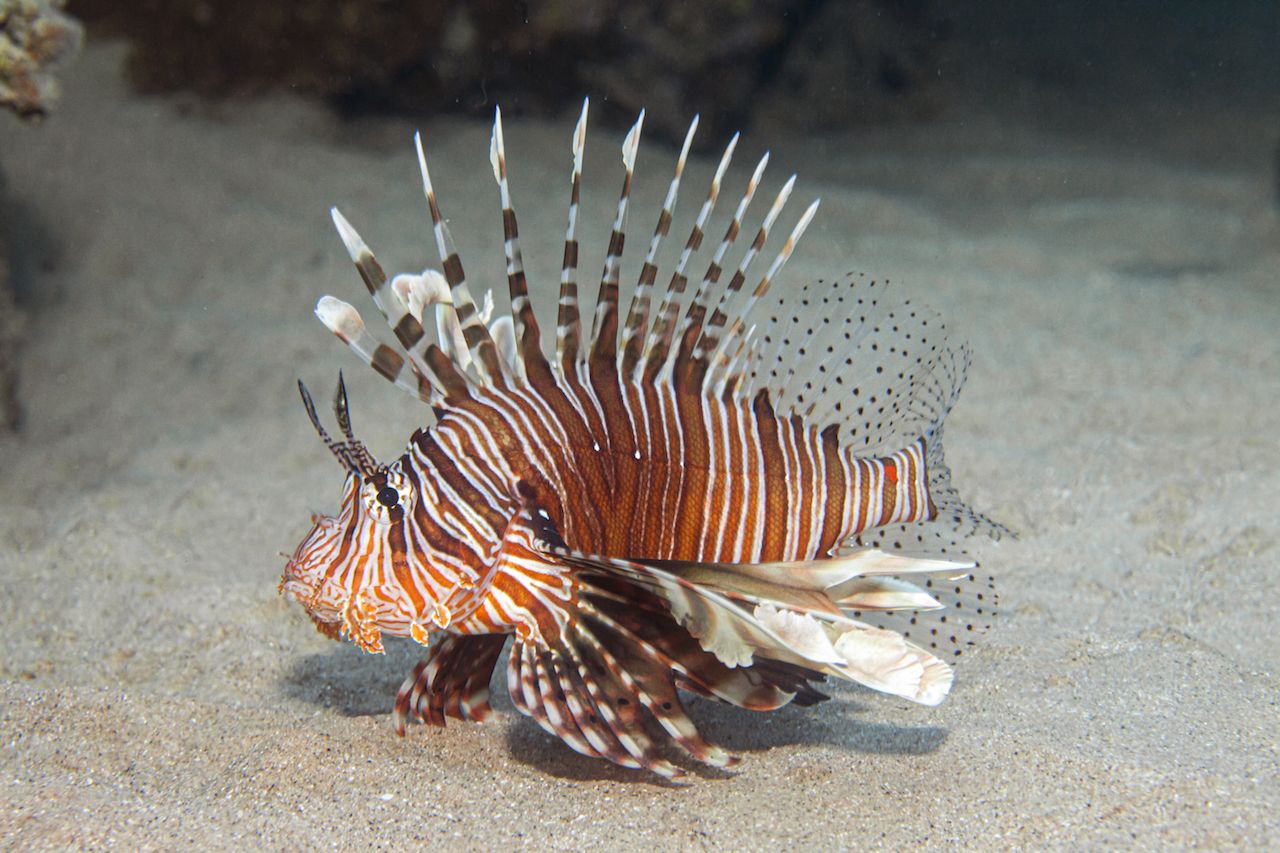 Pterois miles, the devil firefish or common lionfish. is a species of ray-finned fish native to the western Indo-Pacific region. It is frequently confused with its close relative, the red lionfish. The scientific name is from Greek pteron, meaning "wing", and Latin miles, meaning "soldier".