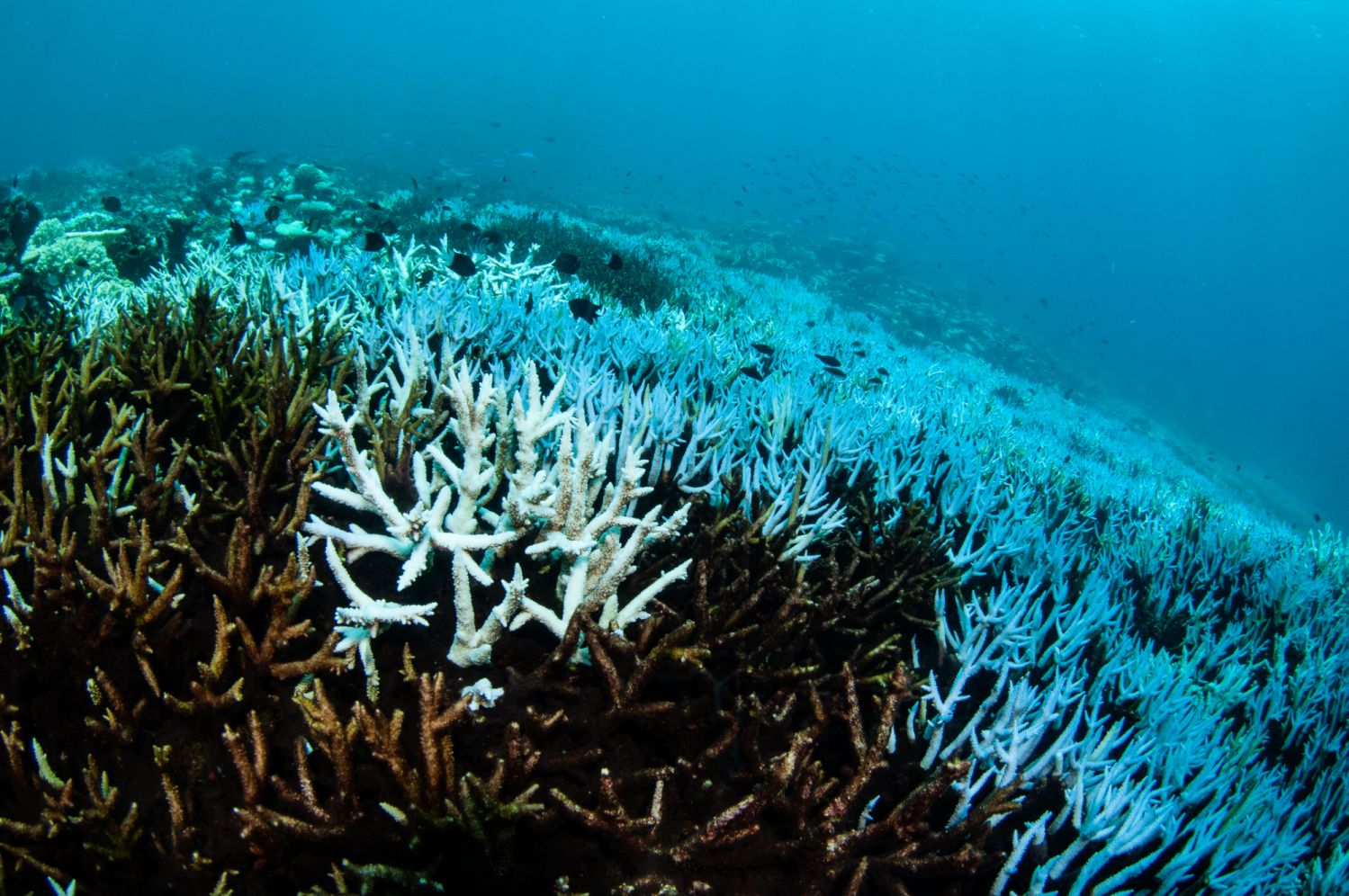 Coral bleaching on the Great Barrier Reef during a mass bleaching event.