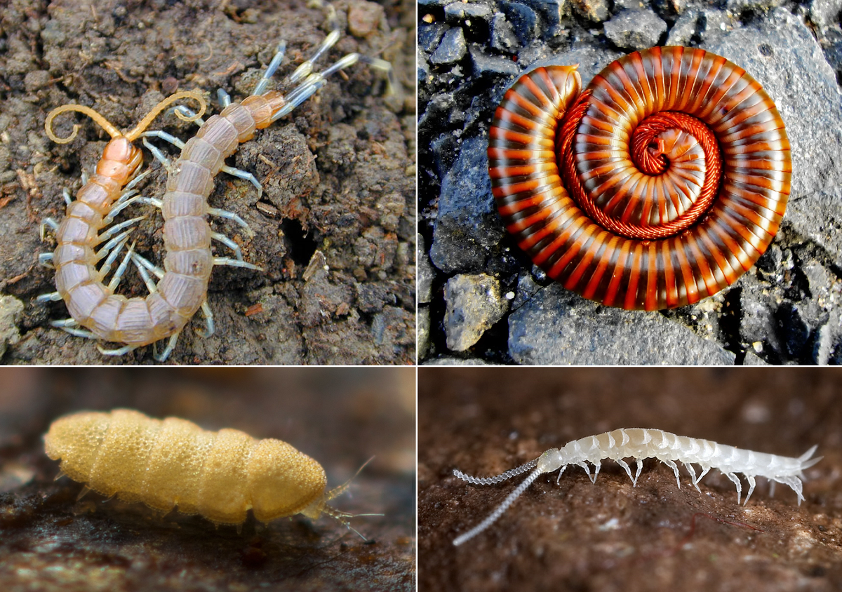 A Myriapod is any member of several closely related groups of the invertebrate phylum Arthropoda, including the extinct Archipolypoda, extant Diplopoda, or millipedes (Photo: Wiki)