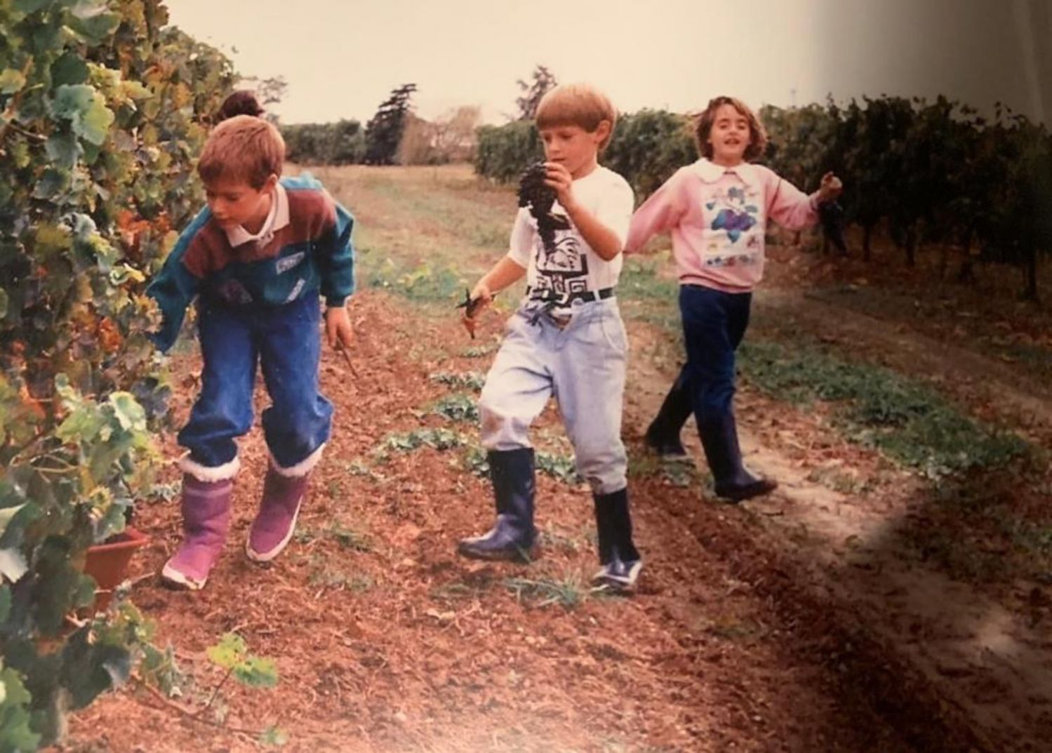 A young JP Guillot harvesting grapes
