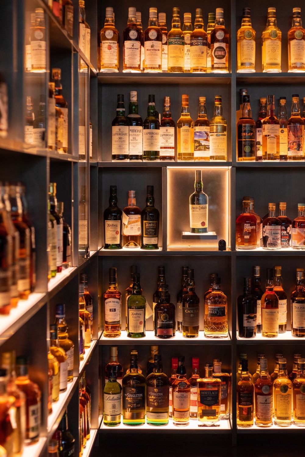 Wood Ear Tatler Asia