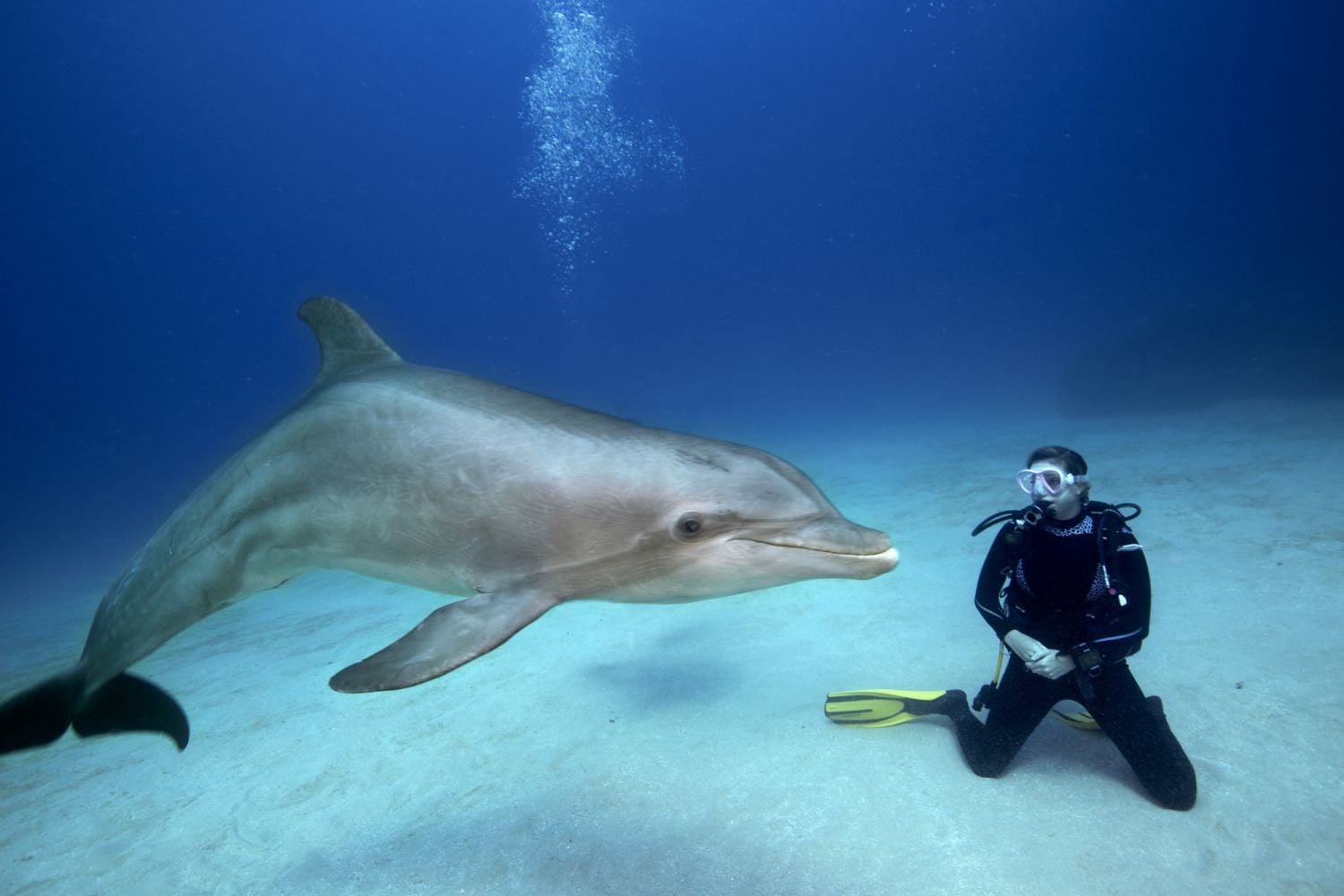 Young girl with Atlantic bottlenose dolphin, (Tursiops truncatus).