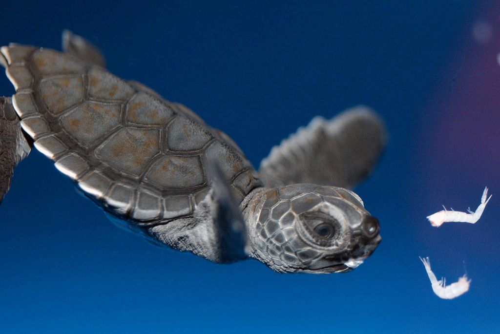 SAN DIEGO, CALIFORNIA - JUNE 27: Three-week old baby Green Sea Turtle dives for Krill during feeding session at Sea World San Diego, June 27, 2003 in San Diego, California. (Photo by Getty Images/Bob Riha, Jr.)