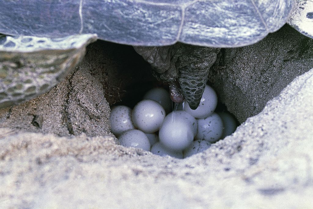 UNSPECIFIED - JUNE 10: Green sea turtle or Green turtle (Chelonia midas) lays its eggs, Cheloniidae. (Photo by DeAgostini/Getty Images)