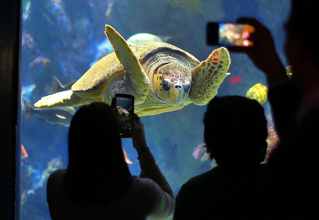 BOSTON - MARCH 6: The New England Aquarium saw a substantial drop in attendance because of the major snowstorms that kept people out of the city. People take photos of a sea turtle named Carolina as she swims by in the large tank. (Photo by John Tlumacki/The Boston Globe via Getty Images)