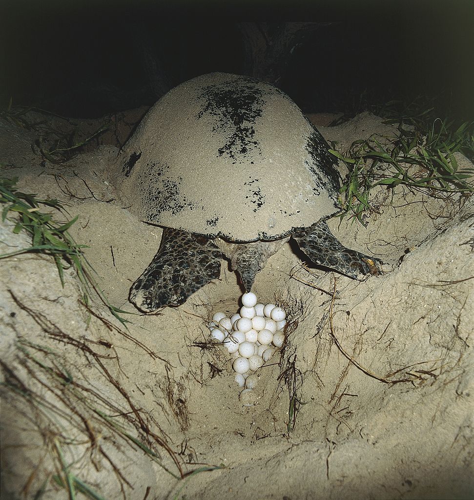 UNSPECIFIED - OCTOBER 28: Australia, Queensland, Green turtle (Chelonia mydas) (Photo by DEA / P. JACCOD/De Agostini via Getty Images)