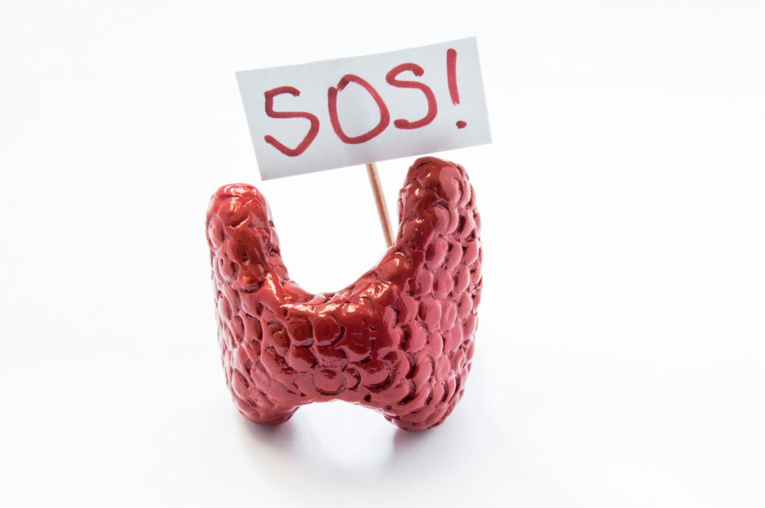 Natural anatomical 3D thyroid model standing with placard with inscription SOS referring to patient or doctor for help. Conceived for all symptoms, syndromes, diseases and pathologies of thyroid gland