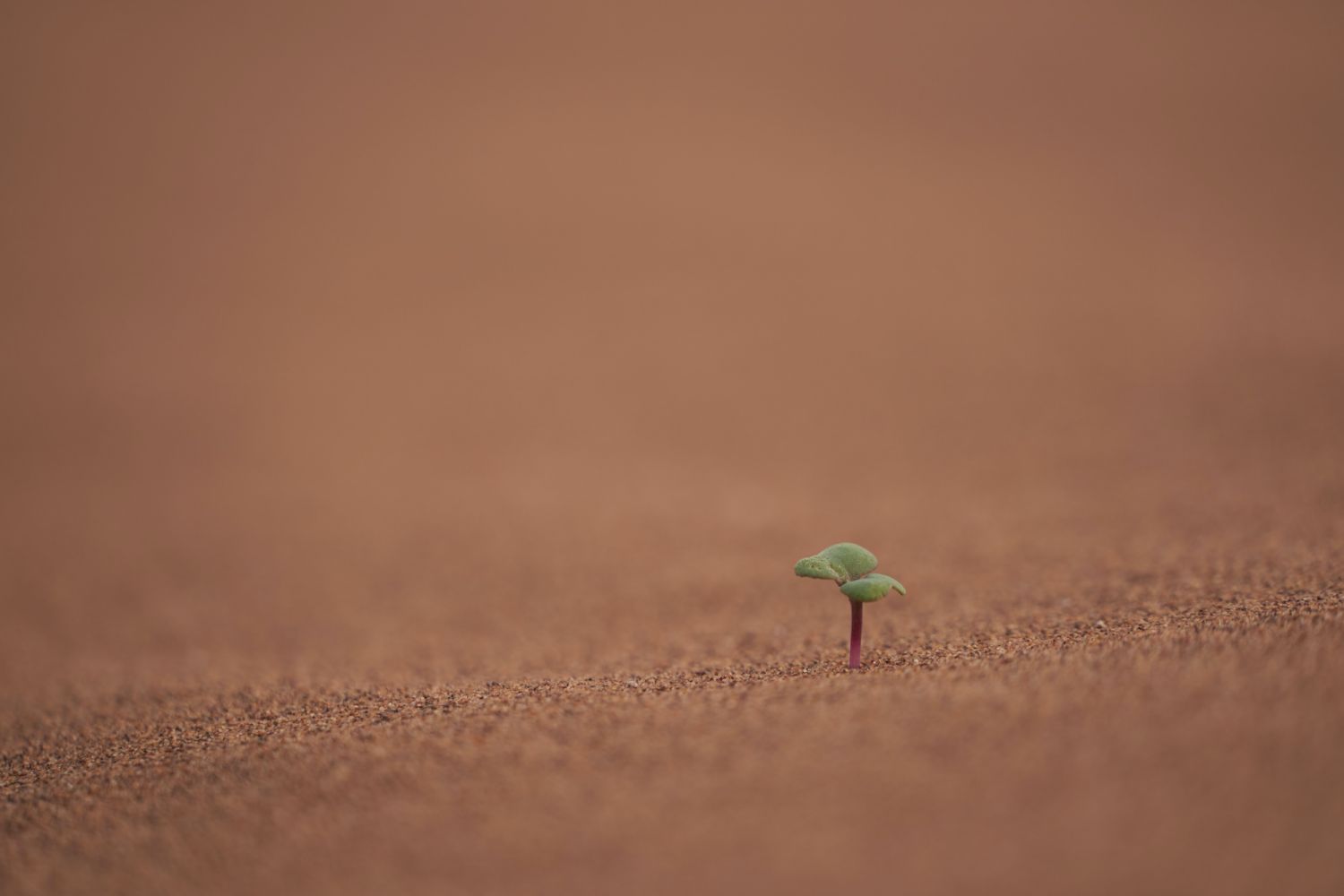 unsplash