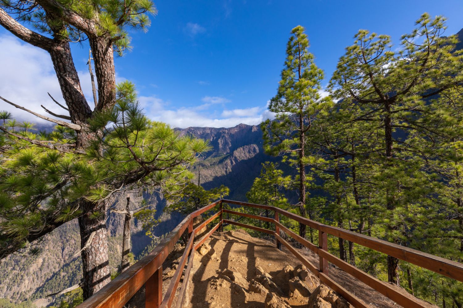 Pine forest at Caldera de Taburiente National Park. Viewpoint La Cumbrecita, La Palma, Canary Island, Spain.