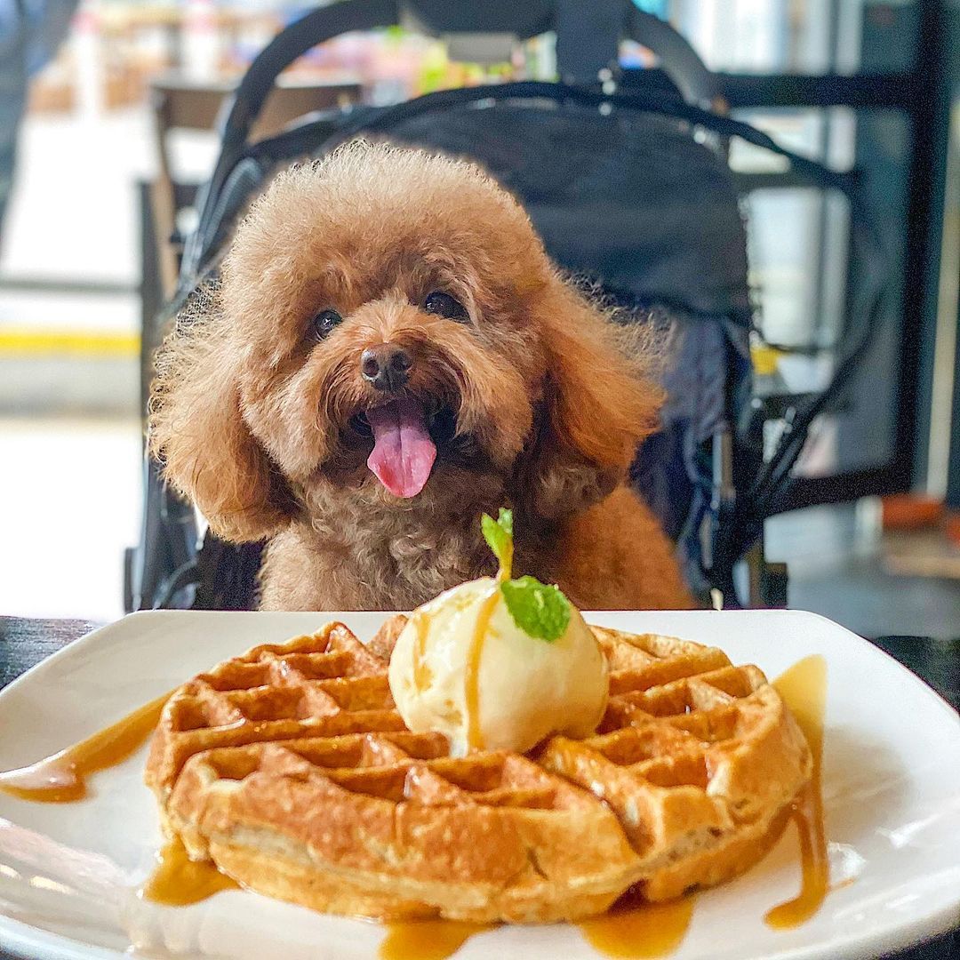 Photo: @littlebaconthepoodle/Instagram