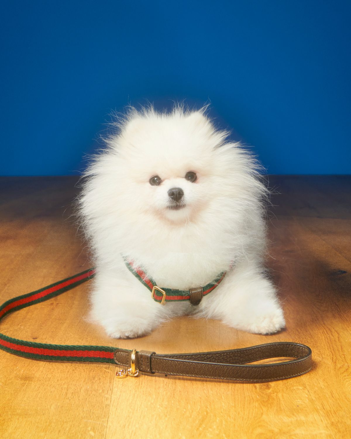 The Gucci Pet Collection Lets You Gucci-Fy Your Cats and Dogs