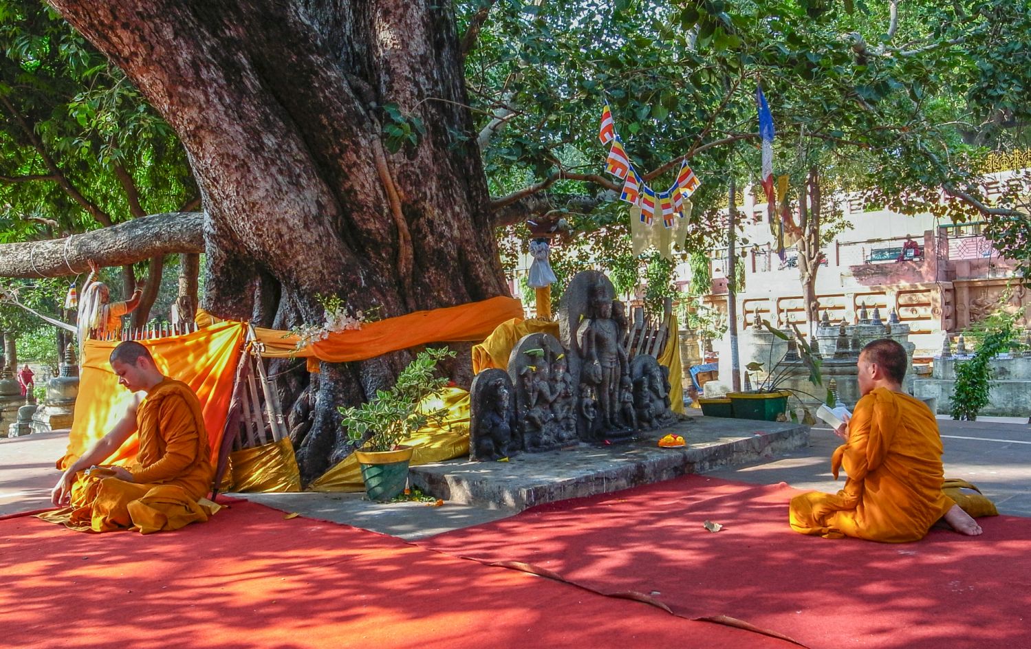 Under the shade of a tree, monks read sacred texts in the pilgrimate site of Bodh Gaya, India