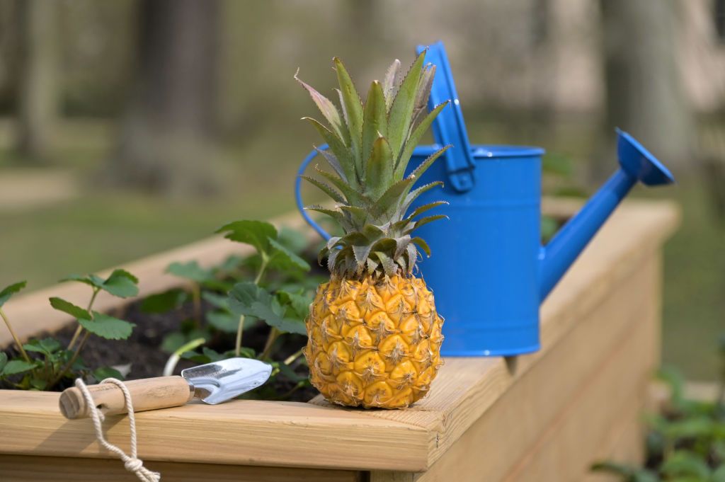 14 April 2022, Brandenburg, Cottbus: A pineapple and a small watering can stand on a raised bed designed according to historical models in the former princely orchard of Branitz Park. The exotic fruit played a major role in the life of pleasure of Prince Hermann von Pückler-Muskau. The Foundation Prince Pückler Museum Park and Castle Branitz (SFPM) has opened the open-air exhibition Pücklers GenussReich in Branitz Park. The open-air exhibition is freely accessible all day until October 31, 2022. Photo: M