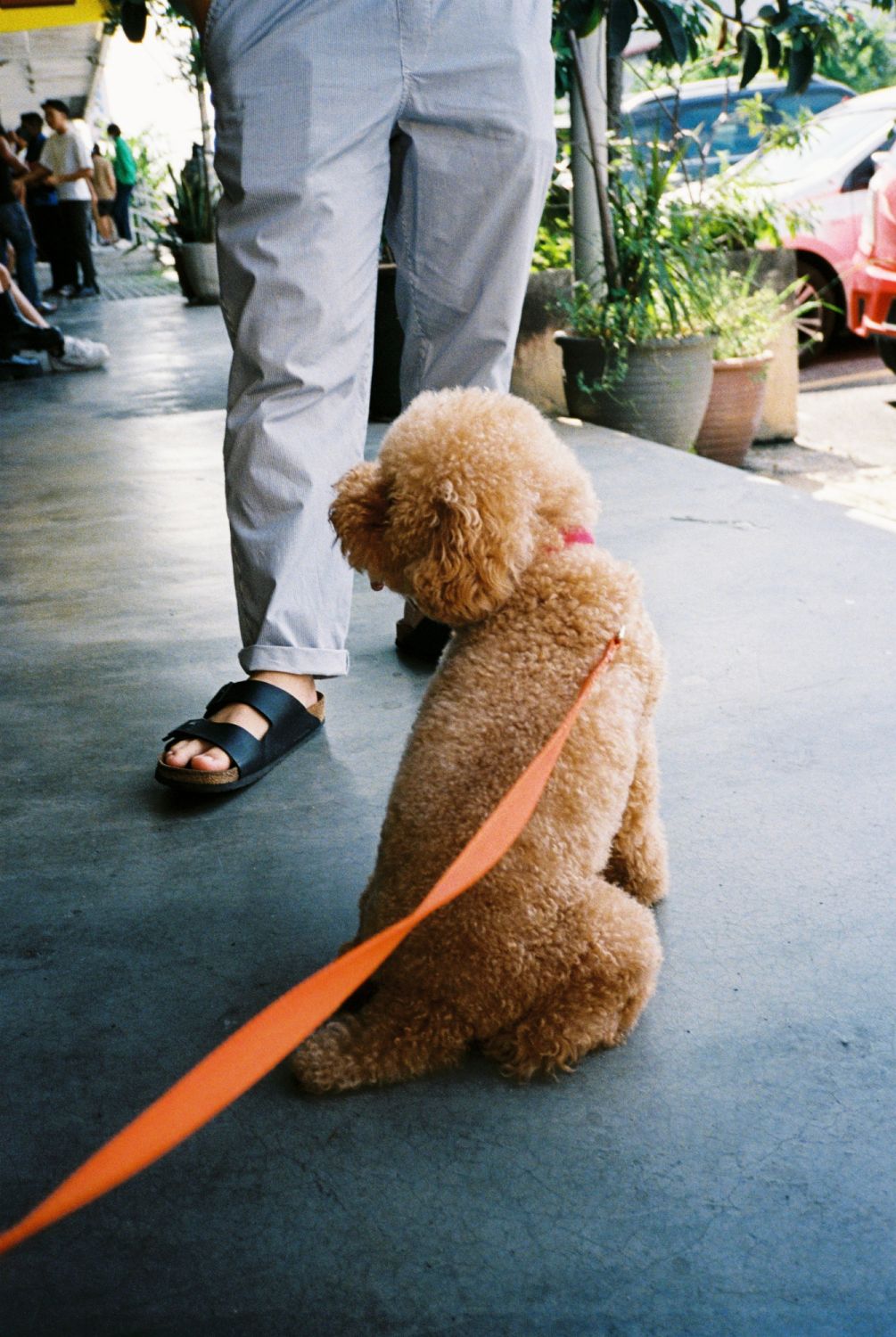 A photo captured with Kodak Ultramax 400 film on a Yashica T4, processed and scanned by Darkroom8 (Photo: Amanda Fung)