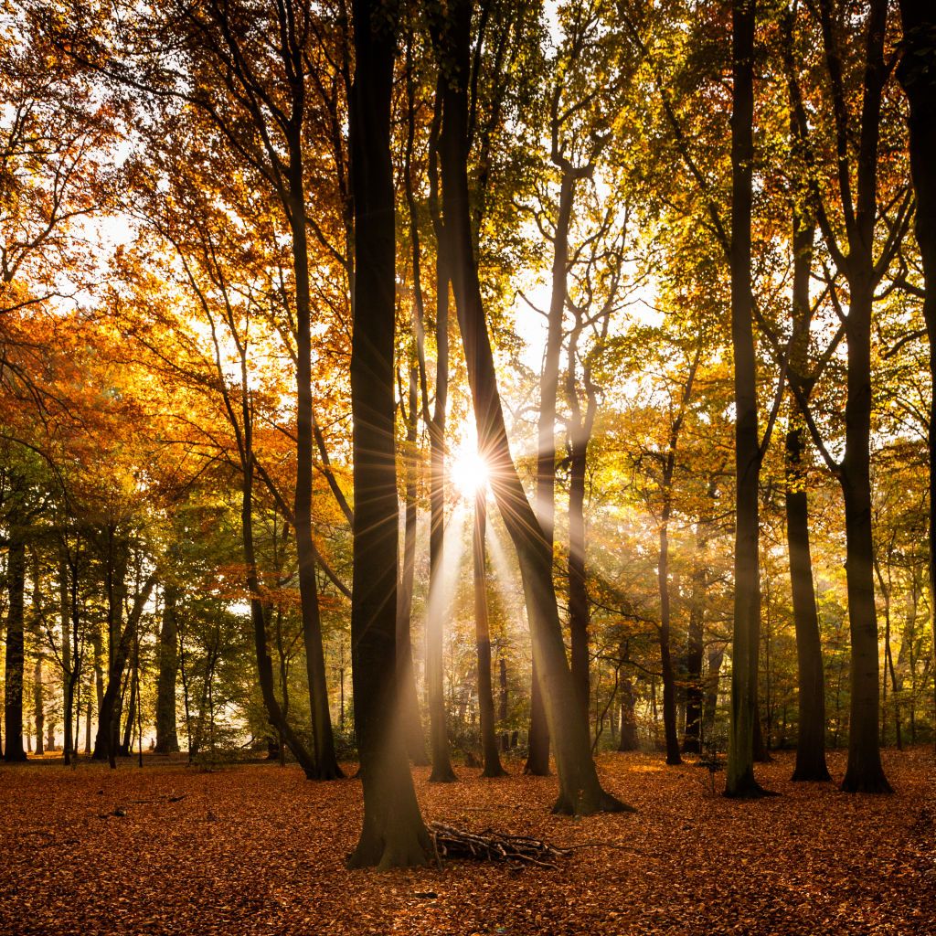 Belgium, Antwerp, middelheim park in autumn - fall - 1st november 2015 (Photo by Michael Jacobs/Art in All of Us/Corbis via Getty Images)