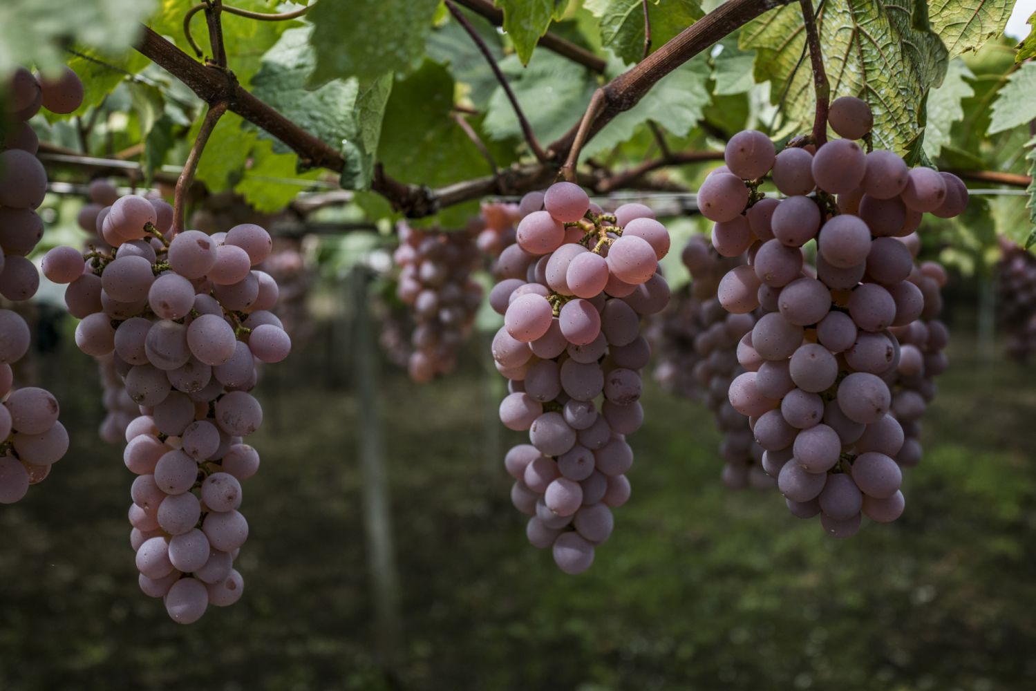 Koshu grapes ripen on vines at a winery in Japan. Photographer: James Whitlow Delano/Bloomberg