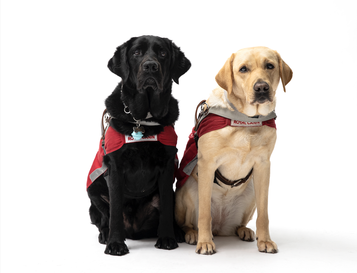 Hong Kong’s First Guide Dog School Will Open This Summer Tatler Asia