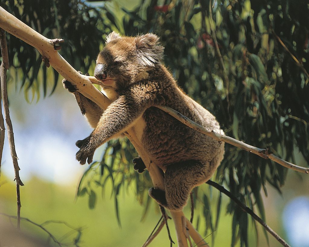 UNSPECIFIED - OCTOBER 28: Australia, Kangaroo Island, Flinders Chase National Park, Koala (Phascolarctos cinereus) (Photo by DEA / P. JACCOD/De Agostini via Getty Images)