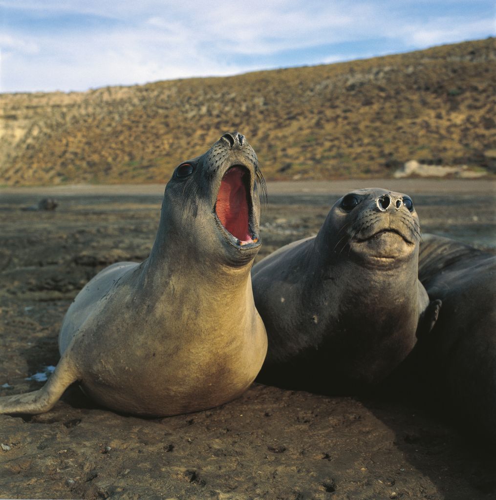 UNSPECIFIED - OCTOBER 28: Argentina, Patagonia, Valdes Peninsula, Southern Elephant Seal (Mirounga leonina) yawning (Photo by DEA / P. JACCOD/De Agostini via Getty Images)