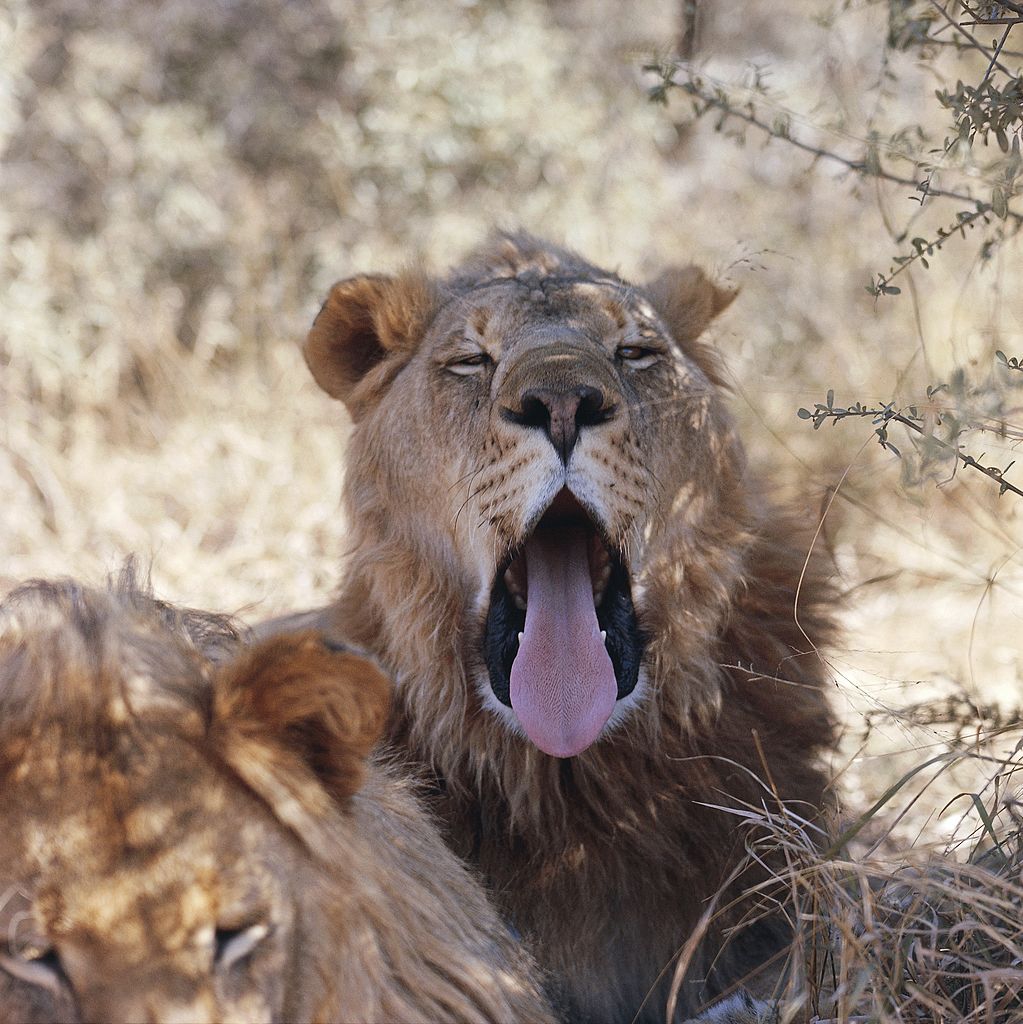 UNSPECIFIED - OCTOBER 28: Lion (Panthera leo) yawning (Photo by DEA / N. CIRANI/De Agostini via Getty Images)