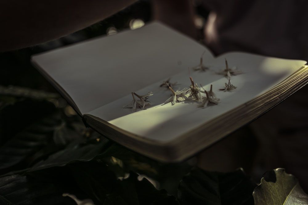Coffee flowers