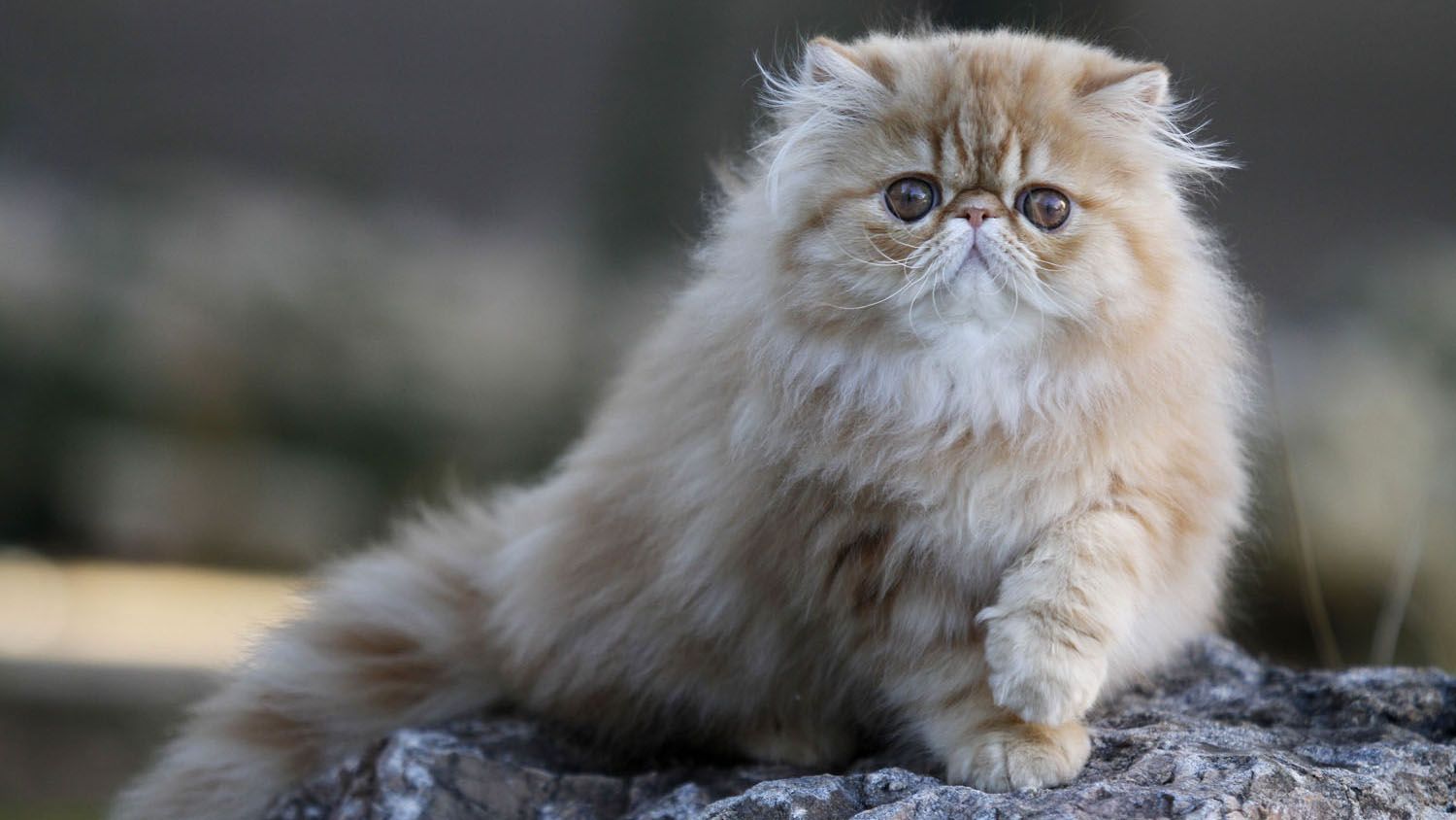 your-favourite-pet-breeds-and-their-unique-health-needs-royal-canin