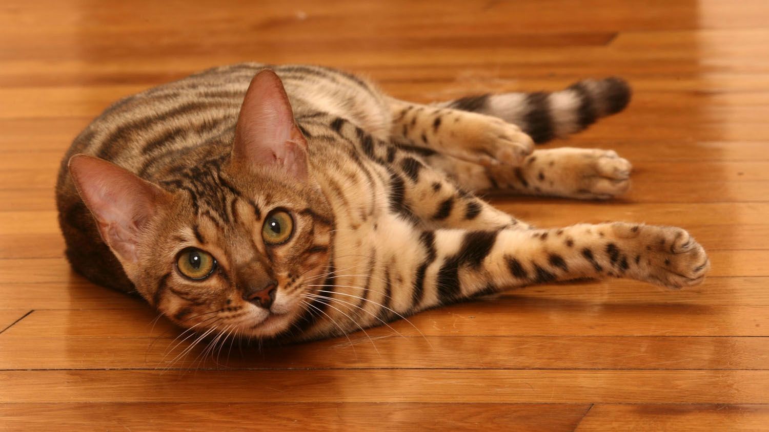 Photo: Courtesy of Royal Canin