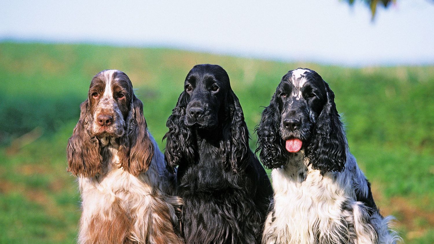 Photo: Courtesy of Royal Canin