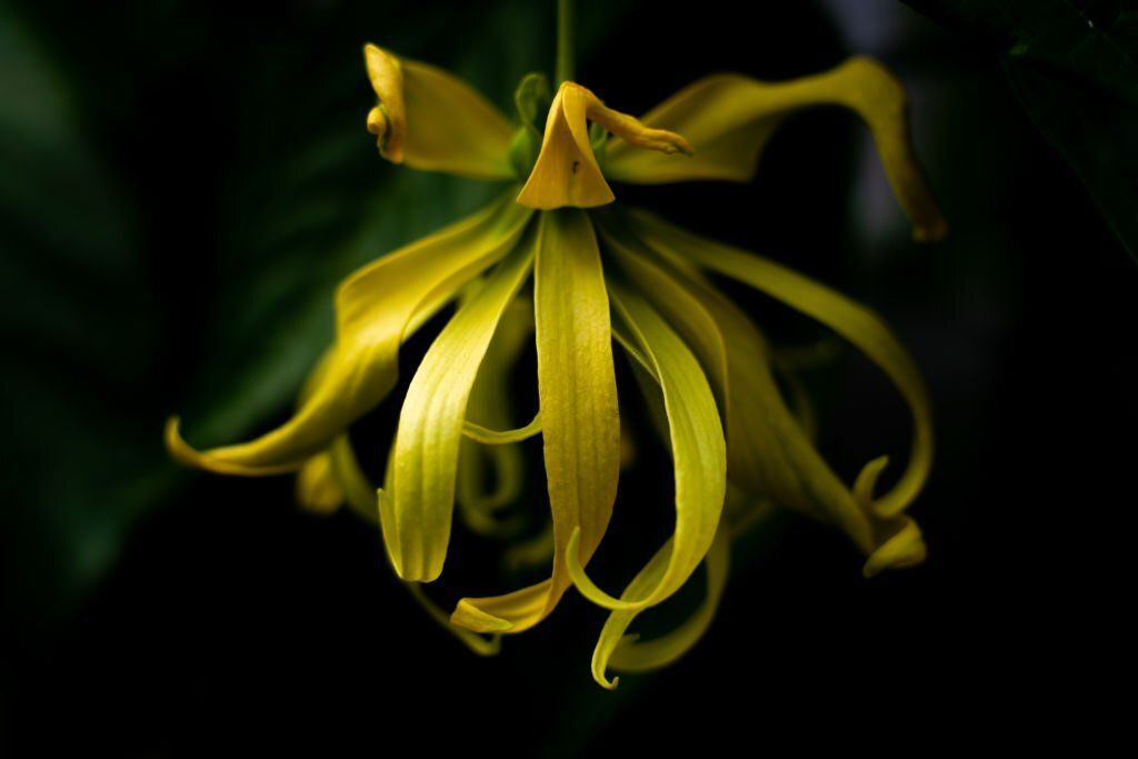 5 Filipino Plant Species Essential for PerfumeMaking YlangYlang
