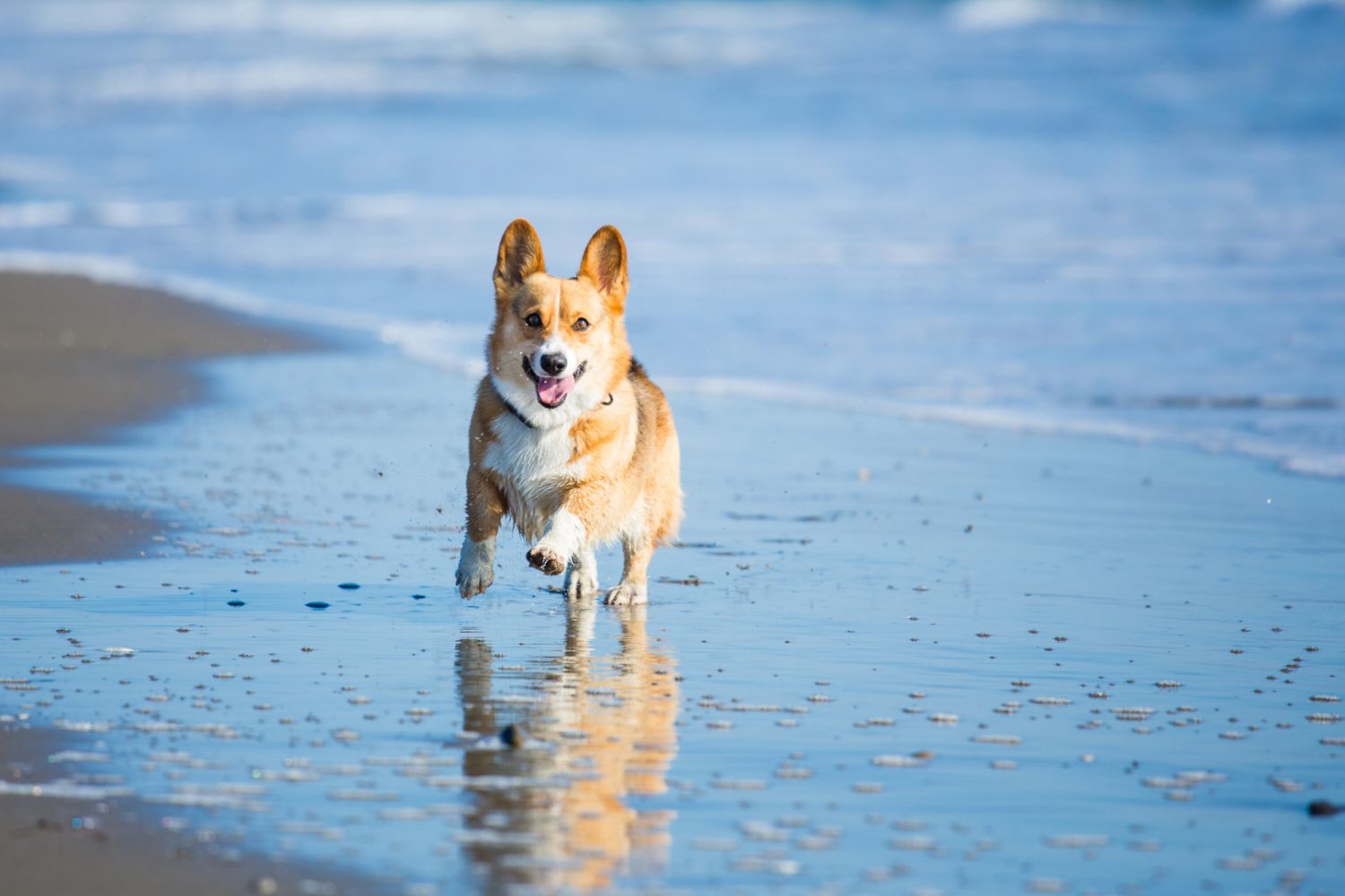 A happy Pembroke Welsh Corgi dog runs on the beach outdoors.