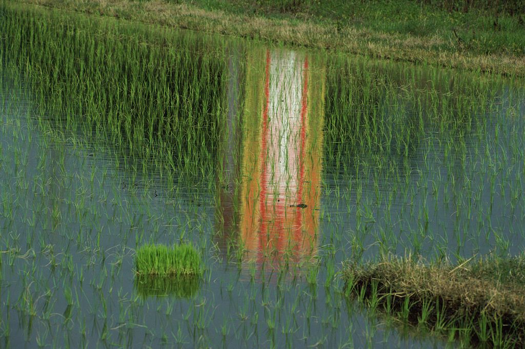 A reflection in a rice paddy, Nara, Japan, June 1984. (Photo by Ernst Haas/Hulton Archive/Getty Images)
