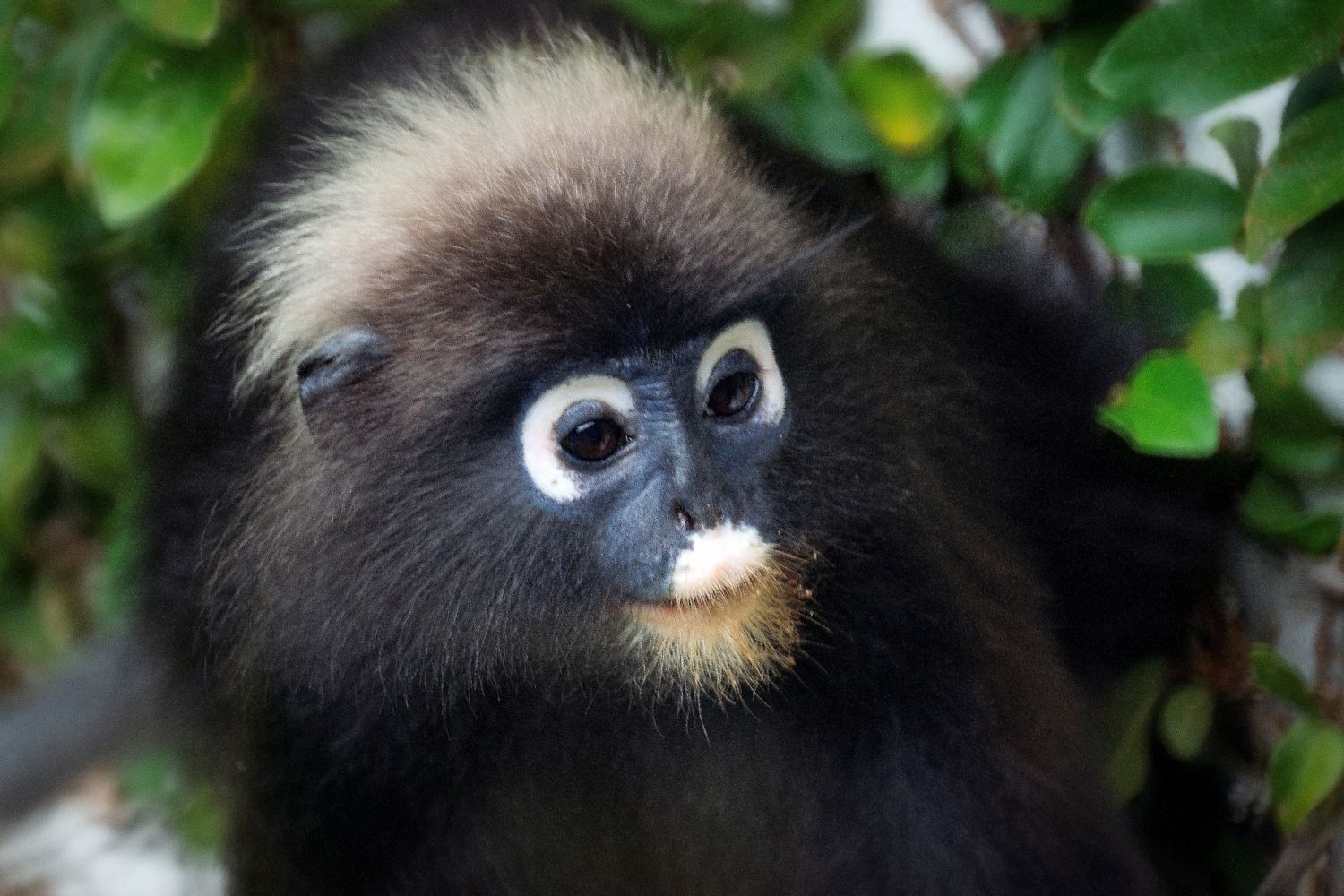 One of the dusky leaf monkeys residing at The Datai Langkawi