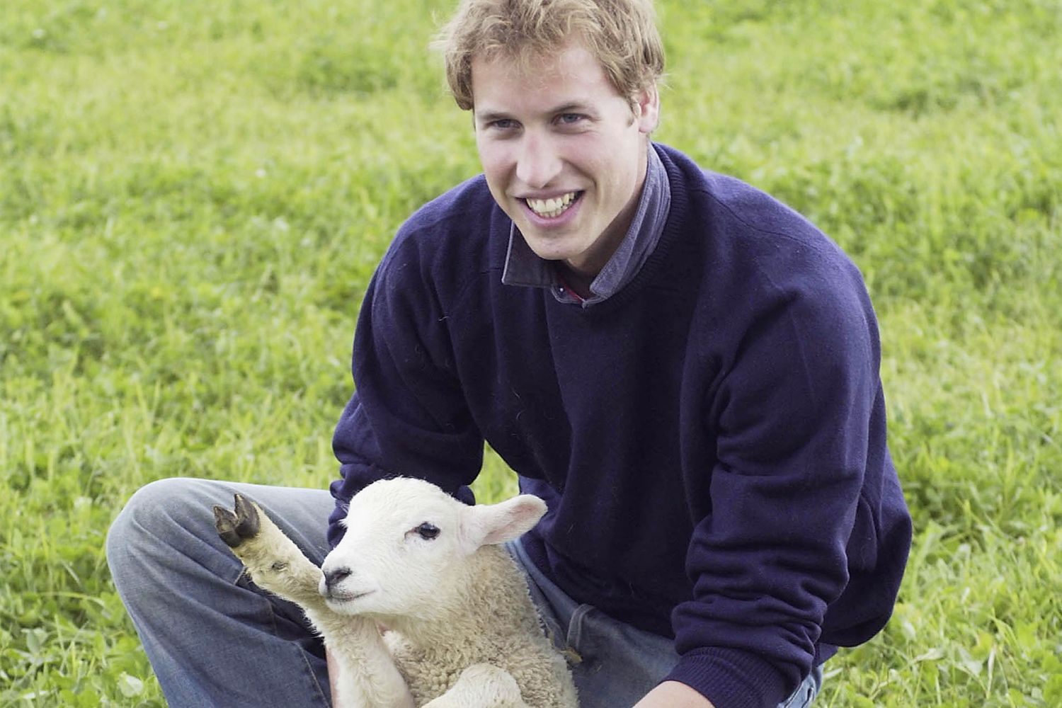 Prince William handles a sheep at Duchy Home Farm. (Photo: Getty Images)