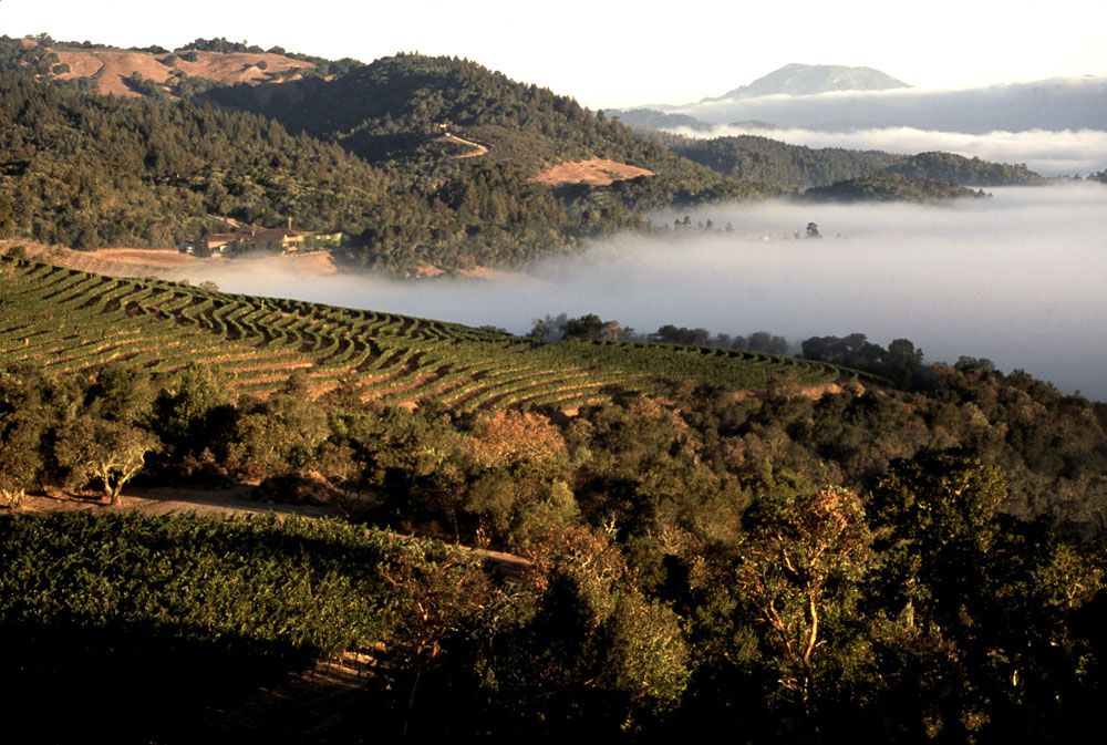 Harlan Estate vineyard