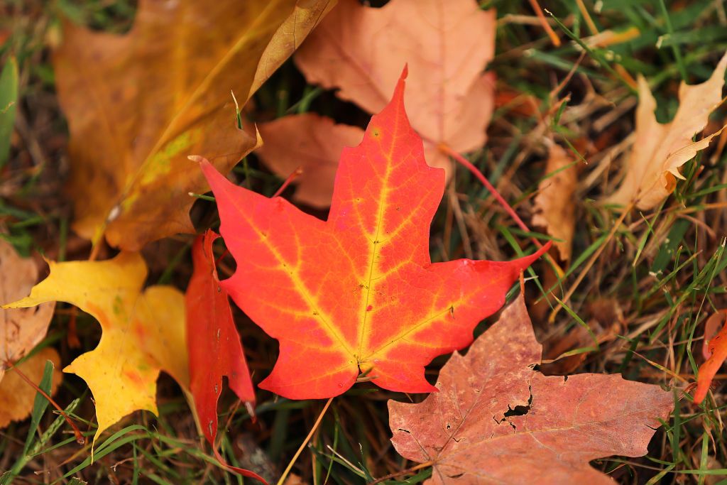 GROTON, MA - SEPTEMBER 30: A vibrant maple leaf lies on the sidewalk of Main Street in downtown Groton, MA on Sept. 30, 2020. (Photo by John Tlumacki/The Boston Globe via Getty Images)